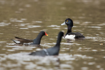 Tufted Duck, Aythya fuligula