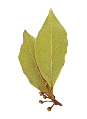 Dried bay laurel leaf isolated on white background, close up