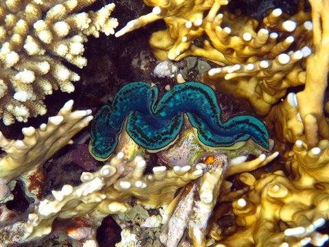 Giant Clam in the Red Sea