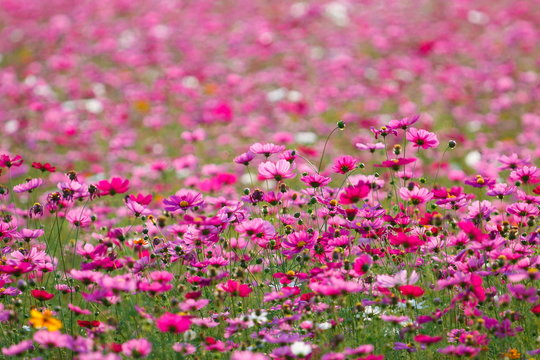 Pink flower meadows,Cosmos flower meadows,cosmos,background. © ownza