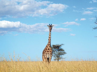 Curious giraffe