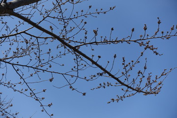 桜の蕾