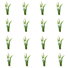 Pattern with snowdrops flowers with green stems and leaves same sizes. White background. Vector illustration