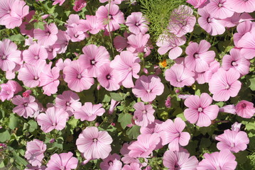 Petunia flowers pink