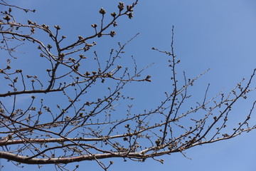 桜の蕾