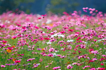 Obraz na płótnie Canvas Pink flower meadows,Cosmos flower meadows,cosmos,background.