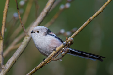 Obraz premium Northern Long-tailed/on a twig in spring