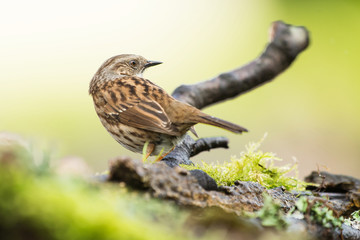 Dunnock, Prunella modularis