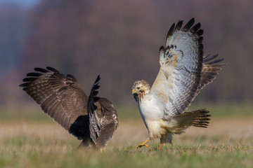 Common Buzzard/fighting in the meadow