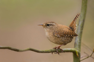 Eurasian Wren/in the winter sun