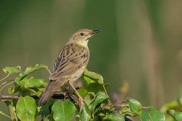 Common Grasshopper-Warbler/at sunrise in spring