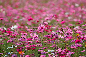 Naklejka premium Pink flower meadows,Cosmos flower meadows,cosmos,background.