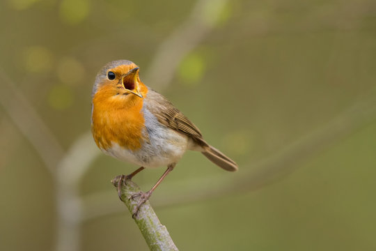 European Robin/spring song