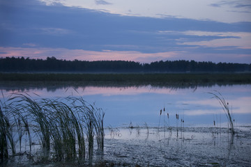 Bulrush on lake. Sunset landscape
