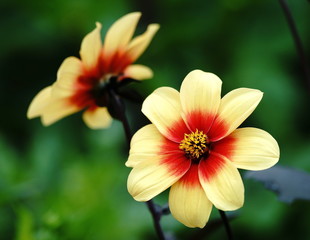 Dahlie,Gartenblume,Herbstblume © Heiner Witthake