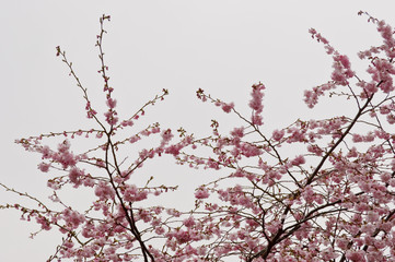 Japanische Kirschblüten (sakura) an einem trüben Frühlingstag