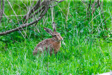 Wild Hare Sitting in a Green Grass