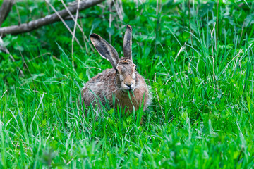 Wild Hare Sitting in a Green Grass