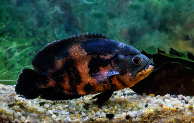 astronotus large black with red spots floats in the aquarium