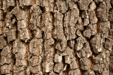 Close up of the trunk bark of an old tree