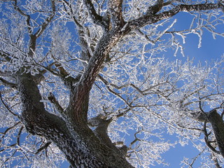 Schweiz, Winter, Baum