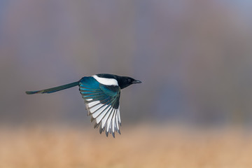 Eurasian Magpie/flight over the meadow