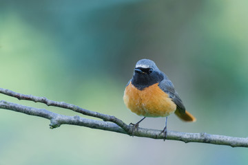Common Redstart/on a branch