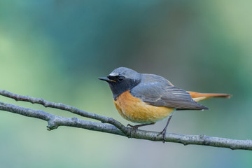 Common Redstart/on a branch