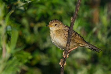 Common Grasshopper-Warbler/a green background