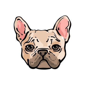 recommend clip art: Hand drawn vector french bulldog.