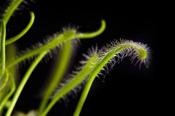  macro of beautiful sundew ( drosera ) vintage style Floristic abstract background