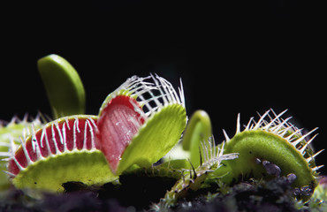 aws of a venus flytrap carnivore plant. high contrast picture with black background. Nature concept.