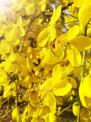 Obraz premium Close up picture of Golden shower flower.