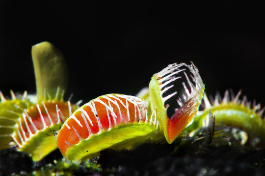 aws of a venus flytrap carnivore plant. high contrast picture with black background. Nature concept.