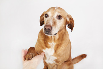 Friendly hand and paw shake, a brown dog on the bright background.