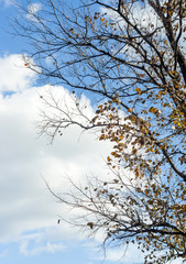 Autumn tree against a blue sky