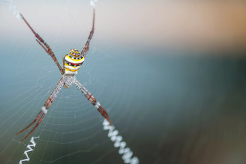 Closeup colorful spider on cobweb with copy space