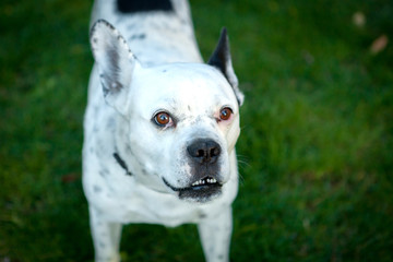Obraz premium Funny bulldog white and black on the grass