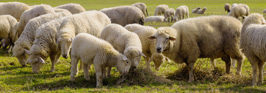 Lamm L&auml;mmer Schafe