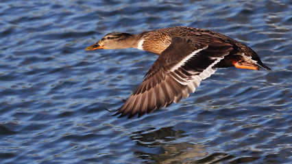Flying Duck