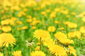 Yellow dandelions on the green field
