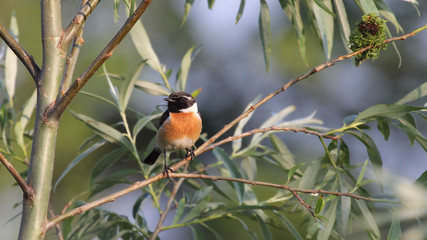 European Stonechat