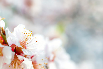 White flowers on plum tree