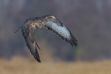 Common Buzzard/in flight over the meadow