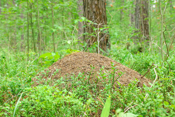 big ant hill