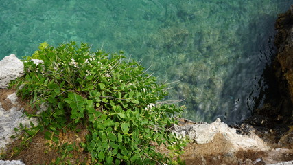 Plantas sobre agua cristalina