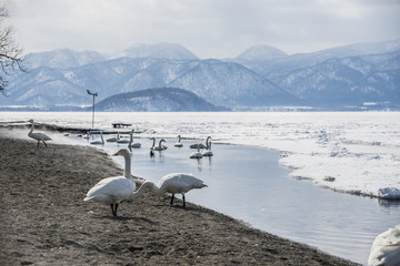 Winter Swans