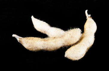 Fototapeta premium soy pods