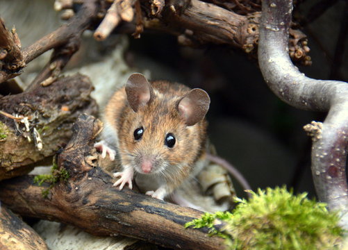 s&uuml;sse kleine Maus