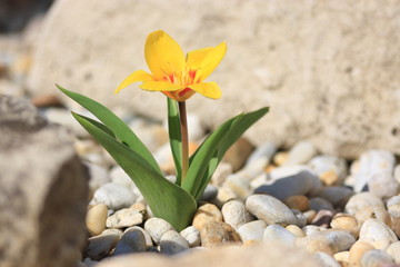 Obraz premium tulpe gelb in steingarten